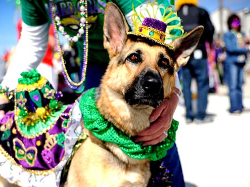 Mardi Growl, Knoxville