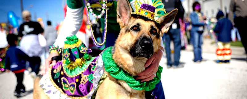 Mardi Growl, Knoxville